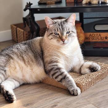 Diddy -  Siamese and Siberian Cat for Adoption in Rochester, Minnesota - Diddy | PetCurious
