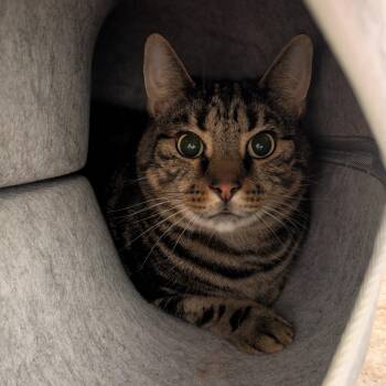 Larry -  Domestic Short Hair Cat for Adoption in Titusville, Florida - Larry | PetCurious