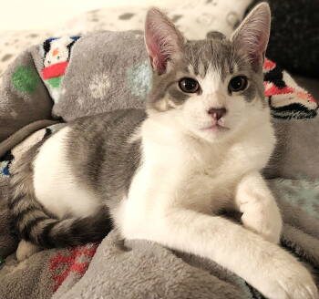 Rescue Domestic Short Hair and Tabby Cats for Adoption in Springfield, Oregon - Simon | PetCurious