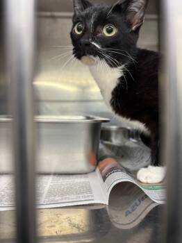 Rescue Domestic Short Hair Cats for Adoption in Murray, Kentucky - Klaus | PetCurious