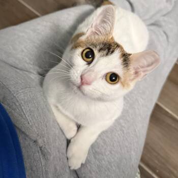 Rescue Domestic Short Hair and Calico Cats for Adoption in Chandler, Arizona - Jan Levinson | PetCurious