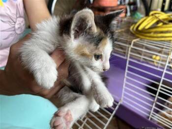 NEZUKO -  Domestic Short Hair Cat for Adoption in Houston, Texas - NEZUKO | PetCurious