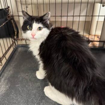 Wesley -  Domestic Medium Hair Cat Available for Adoption in Redwood Falls, Minnesota - Wesley | PetCurious