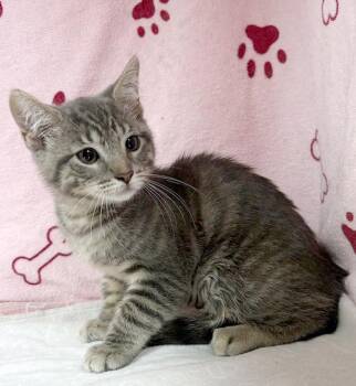 French Toast -  Domestic Short Hair and Tabby Cat for Adoption in Lake Monroe, Florida - French Toast | PetCurious