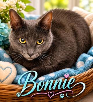 Bonnie (FCID# 06/29/2026 - 9 Trainer) -  Domestic Short Hair Cat for Adoption in Greenville, Delaware - Bonnie (FCID# 06/29/2026 - 9 Trainer) | PetCurious