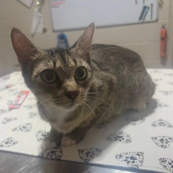Cinnamon -  Domestic Short Hair Cat for Adoption in Milton, Florida - Cinnamon | PetCurious