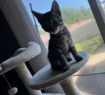 Tabby Cats Available for Adoption in Wyandotte, Michigan - Wren | PetCurious