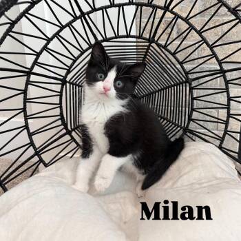 Domestic Short Hair Cats Available for Adoption in Eagle Mountain, Utah - Milan Larson | PetCurious