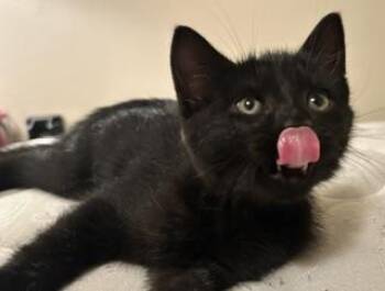 Jinx -  Domestic Short Hair Cat for Adoption in Fairfax, Virginia - Jinx | PetCurious