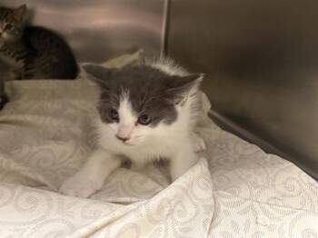 Domestic Short Hair Cats Available for Adoption - CATRIONA | PetCurious