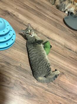 Rescue Domestic Short Hair and Tabby Cats for Adoption in Denver, Colorado - Daly | PetCurious