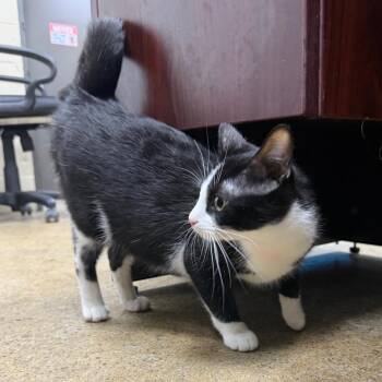 Pooter -  Domestic Short Hair Cat for Adoption in Madisonville, Kentucky - Pooter | PetCurious