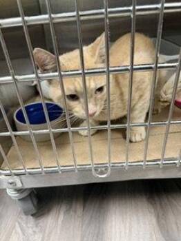 Ivan (TAS 4) -  Domestic Short Hair Cat for Adoption in Trenton, New Jersey - Ivan (TAS 4) | PetCurious
