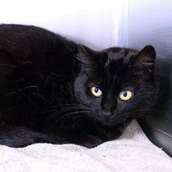 Sabrina -  Domestic Short Hair Cat for Adoption in Fort Leavenworth, Kansas - Sabrina | PetCurious