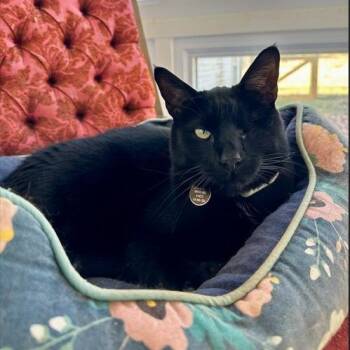American Shorthair Cats Available for Adoption in Roanoke, Virginia - Buster Bluth | PetCurious