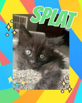 Splat -  Domestic Long Hair Cat for Adoption in Pasco, Washington - Splat | PetCurious