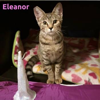 Eleanor -  Domestic Short Hair Cat for Adoption in Windy Hills, Kentucky - Eleanor | PetCurious