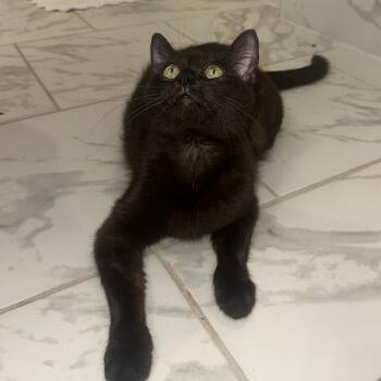 Luna -  Domestic Short Hair Cat Available for Adoption in Huntsville, Alabama - Luna | PetCurious