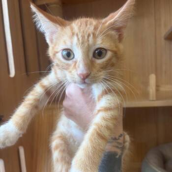 Cheese -  Domestic Medium Hair Cat for Adoption in Webster, Texas - Cheese | PetCurious