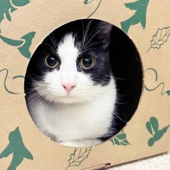 Gremlin -  Domestic Short Hair Cat for Adoption in Brentwood, Missouri - Gremlin | PetCurious