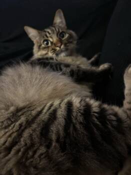 Cosmos -  Domestic Long Hair Cat for Adoption in San Luis Obispo, California - Cosmos | PetCurious