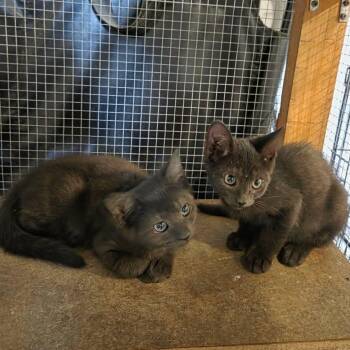 Lupin -  Domestic Short Hair Cat for Adoption in Madison, Wisconsin - Lupin | PetCurious