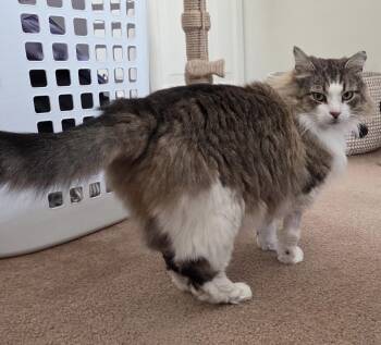 Maine Coon and Domestic Long Hair Cats Available for Adoption - Fluff  | PetCurious