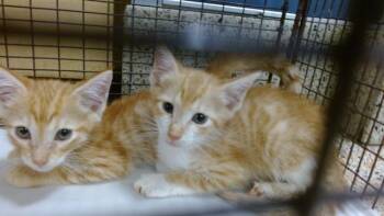 MOE -  Domestic Short Hair Cat for Adoption in Doral, Florida - MOE | PetCurious