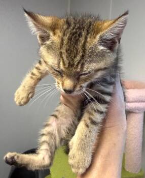 #3 BT M -  Domestic Short Hair Cat for Adoption in Burgaw, North Carolina - #3 BT M | PetCurious