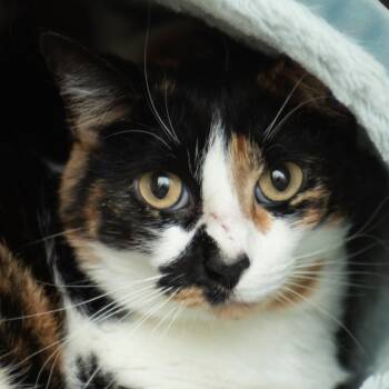Sassie -  Domestic Medium Hair Cat for Adoption in Middletown, Rhode Island - Sassie | PetCurious