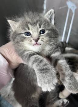 Hush Puppy -  Domestic Short Hair Cat for Adoption in Cincinnati, Ohio - Hush Puppy | PetCurious