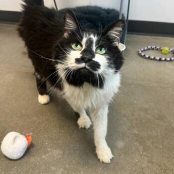 Jinx -  Domestic Long Hair Cat for Adoption in Fort Wayne, Indiana - Jinx | PetCurious