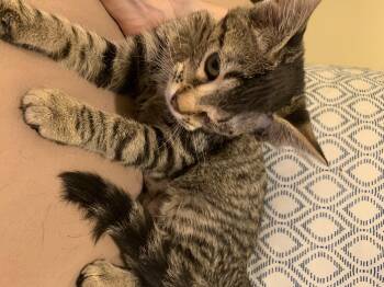 Minnie -  Domestic Short Hair Cat for Adoption - Minnie | PetCurious