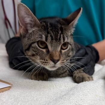 Tim Curry -  Domestic Short Hair Cat for Adoption in Lakeland, Florida - Tim Curry | PetCurious