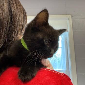 Domestic Short Hair Cats Available for Adoption in South Elgin, Illinois - Dos | PetCurious