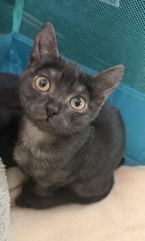 Zyra -  Domestic Short Hair Cat for Adoption in Hudson, New York - Zyra | PetCurious