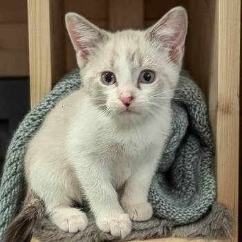 Rescue Siamese and Domestic Short Hair Cats for Adoption in Owatonna, Minnesota - Flynn | PetCurious