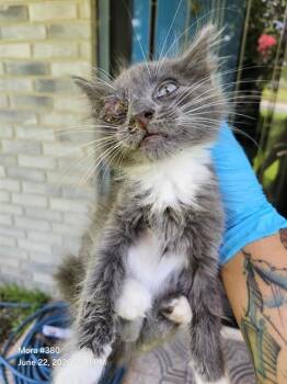 PANCHO -  Domestic Long Hair Cat for Adoption in San Antonio, Texas - PANCHO | PetCurious