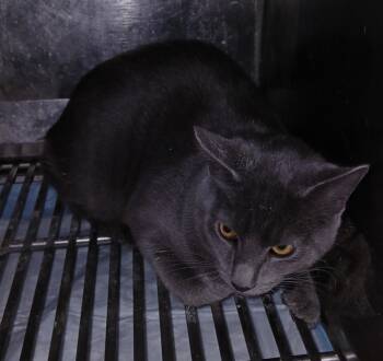 Rescue Domestic Short Hair Cats for Adoption in Olney, Illinois - Vinnie | PetCurious