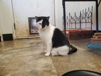 Tiffany -  Domestic Short Hair Cat Available for Adoption in Philippi, West Virginia - Tiffany | PetCurious