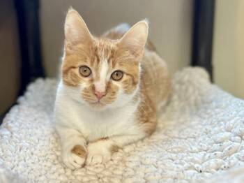 Zippy -  Domestic Short Hair Cat for Adoption in Portland, Oregon - Zippy | PetCurious