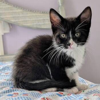 Flash -  Domestic Short Hair Cat for Adoption in Wadena, Minnesota - Flash | PetCurious