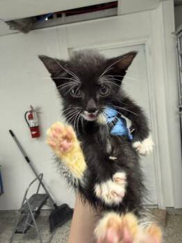 AMARA -  Domestic Short Hair Cat for Adoption in San Bernardino, California - AMARA | PetCurious