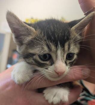Domestic Short Hair Cats Available for Adoption in Oakland, California - Atticus | PetCurious