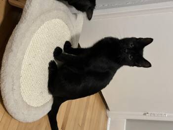 Rescue Domestic Short Hair Cats for Adoption in Winnipeg, Manitoba - Solstice | PetCurious