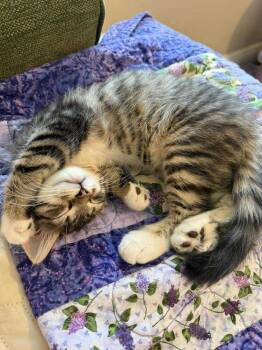 Rescue Domestic Medium Hair Cats for Adoption in Deltona, Florida - Jan Brady | PetCurious