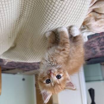 Baron -  Domestic Medium Hair Cat for Adoption in Davis, California - Baron | PetCurious