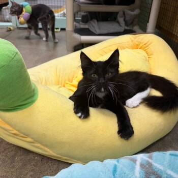Reigen -  Domestic Long Hair Cat for Adoption in Los Angeles, California - Reigen | PetCurious
