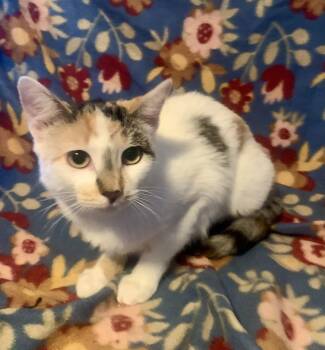 Rescue Domestic Short Hair Cats for Adoption in San Jose, California - Autumn | PetCurious