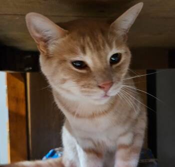 Rescue Domestic Short Hair Cats for Adoption in Kirklin, Indiana - Sammy & Bobby | PetCurious